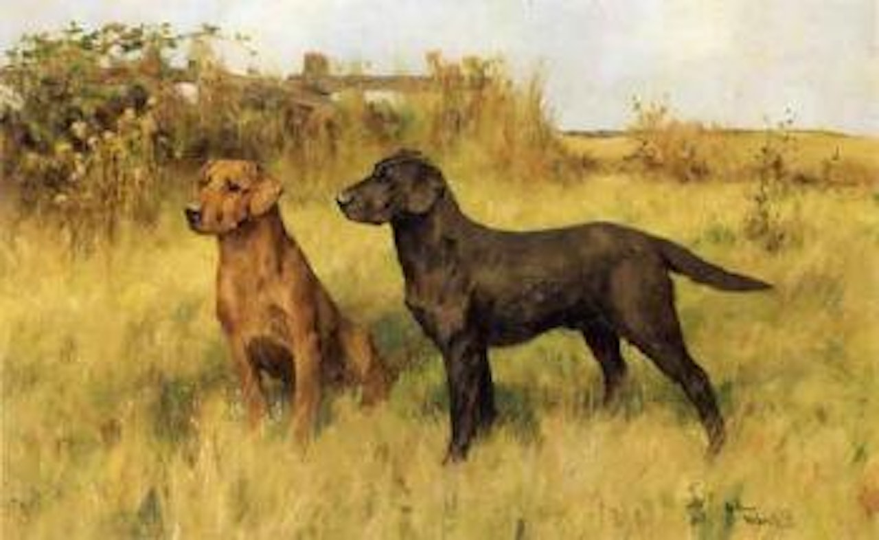 Two labradors by Arthur Wardle