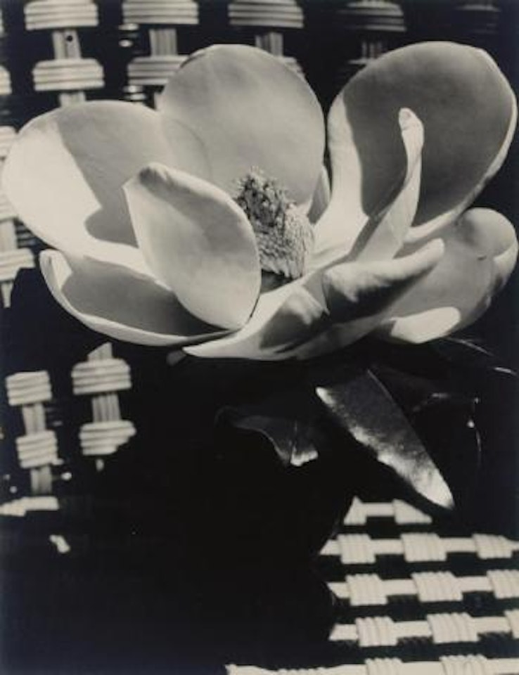 Magnolia Blossom, 1926 by Man Ray