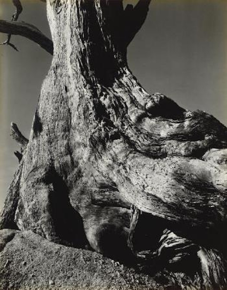 Cypress, Pebble Beach by Edward Weston