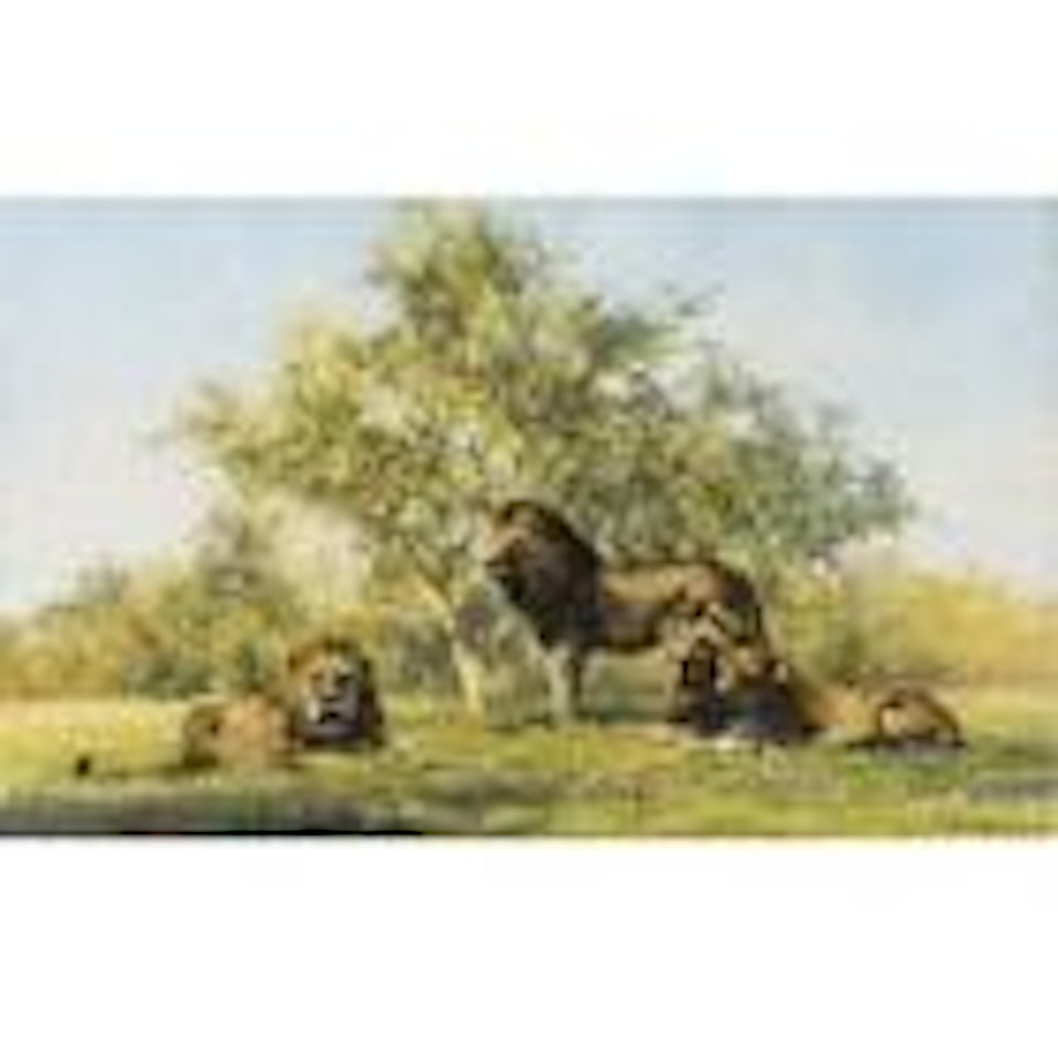 A Pride of Lions by David Shepherd
