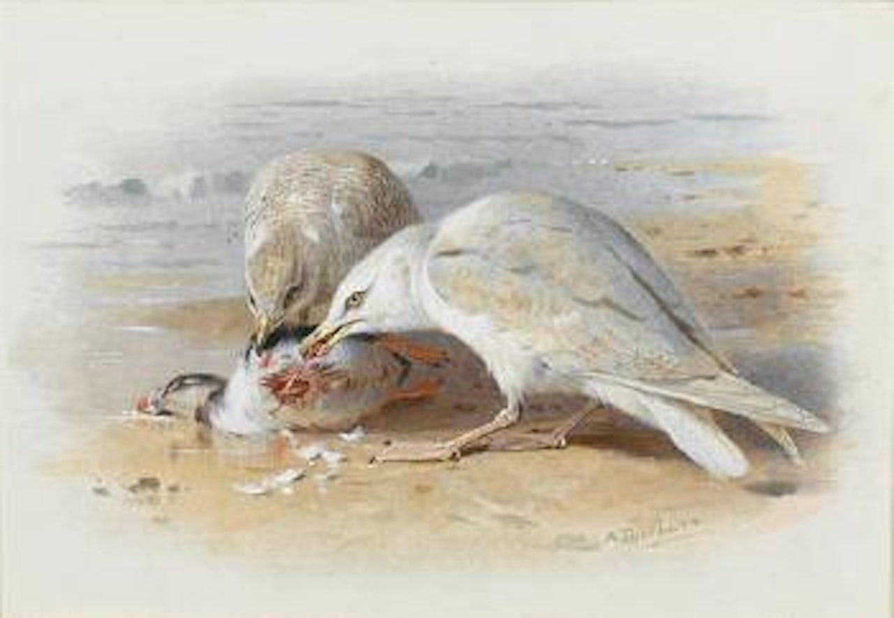 Gulls feasting on a puffin by Archibald Thorburn