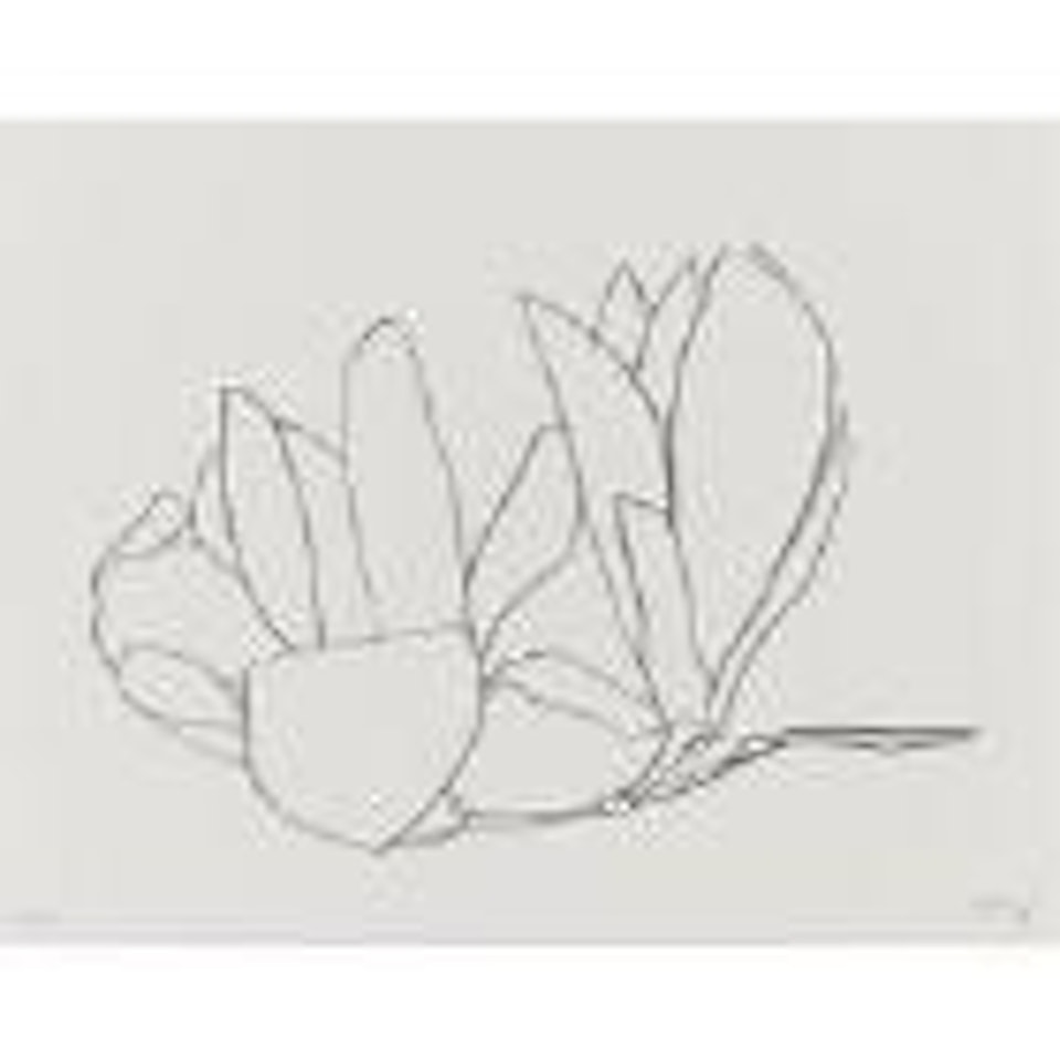 Magnolia (A. 56) by Ellsworth Kelly