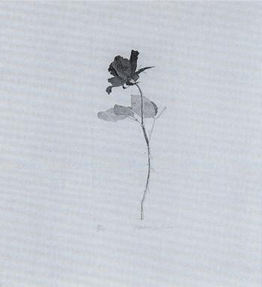 The rose and the rose stalk (Scottisch Arts Council 78) by David Hockney