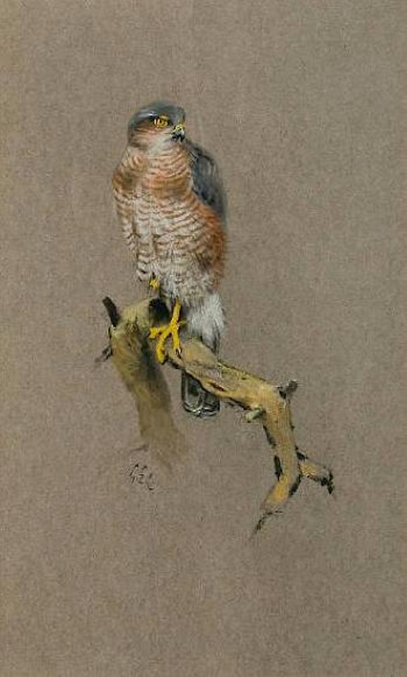 Sparrowhawk by George Edward Lodge