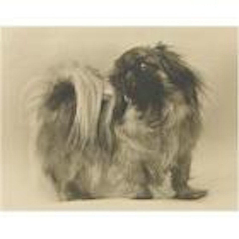 Pekinese Dog, Mexico by Edward Weston