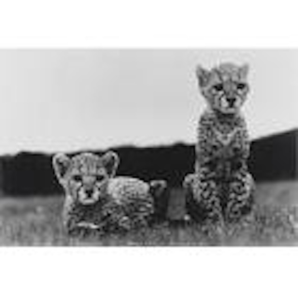 Orphaned cheetah cubs at Mweiga Nr. Nyeri, Kenya, for the end of the game by Peter Beard