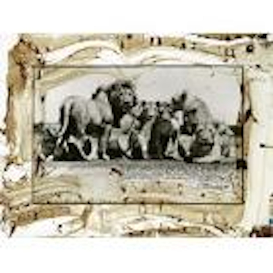Lion pride, for the end of the game by Peter Beard