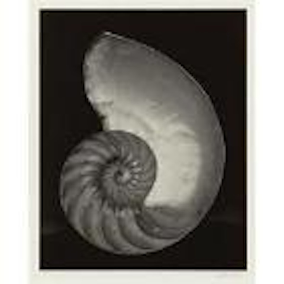 Nautilus shell by Edward Weston