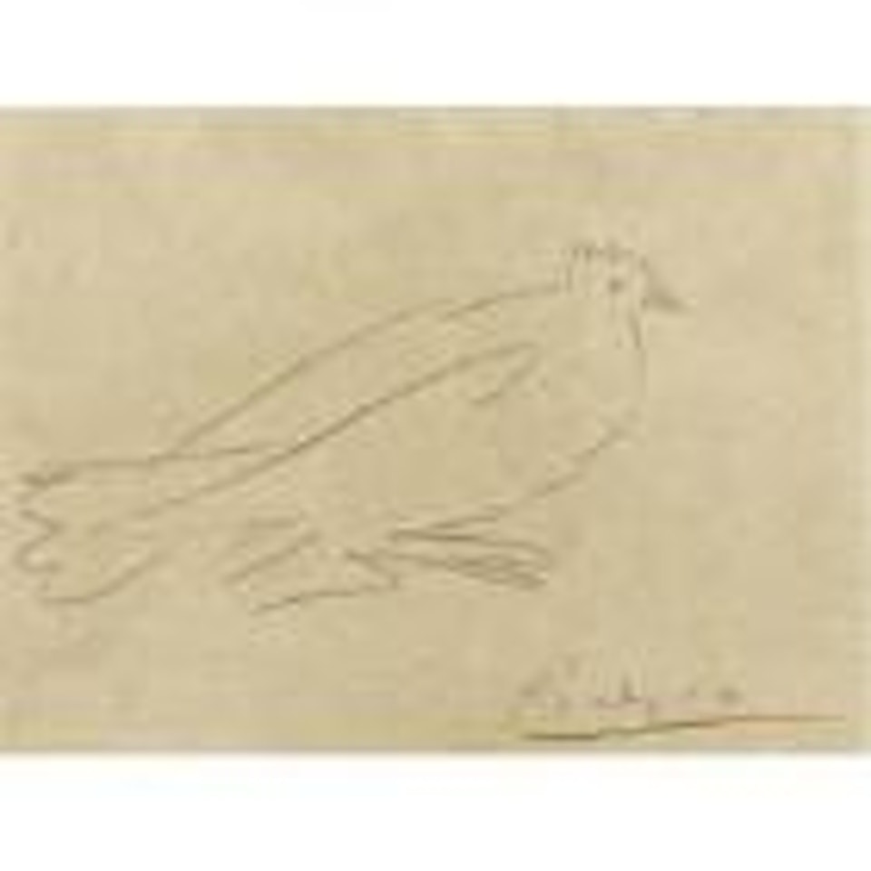 Dove by Pablo Picasso
