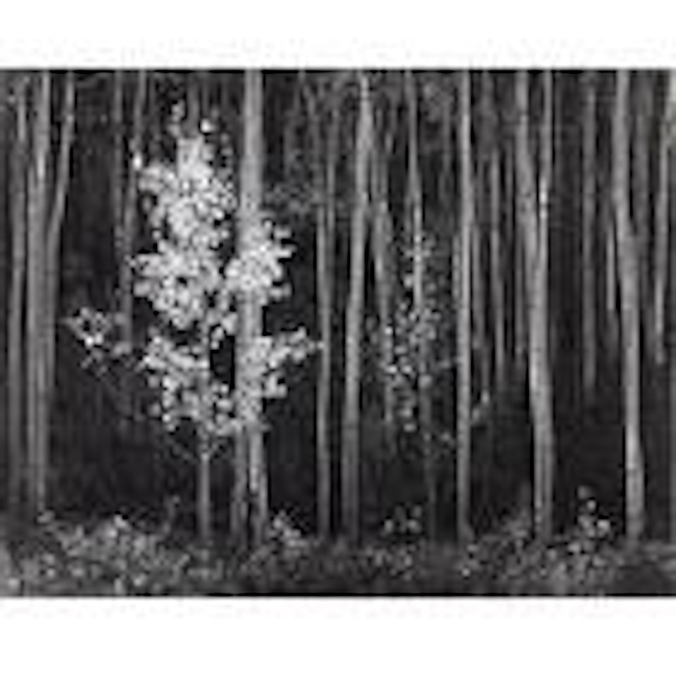 Aspens, Northern New Mexico by Ansel Adams