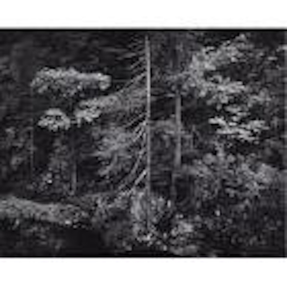 Forest and stream, northern California by Ansel Adams