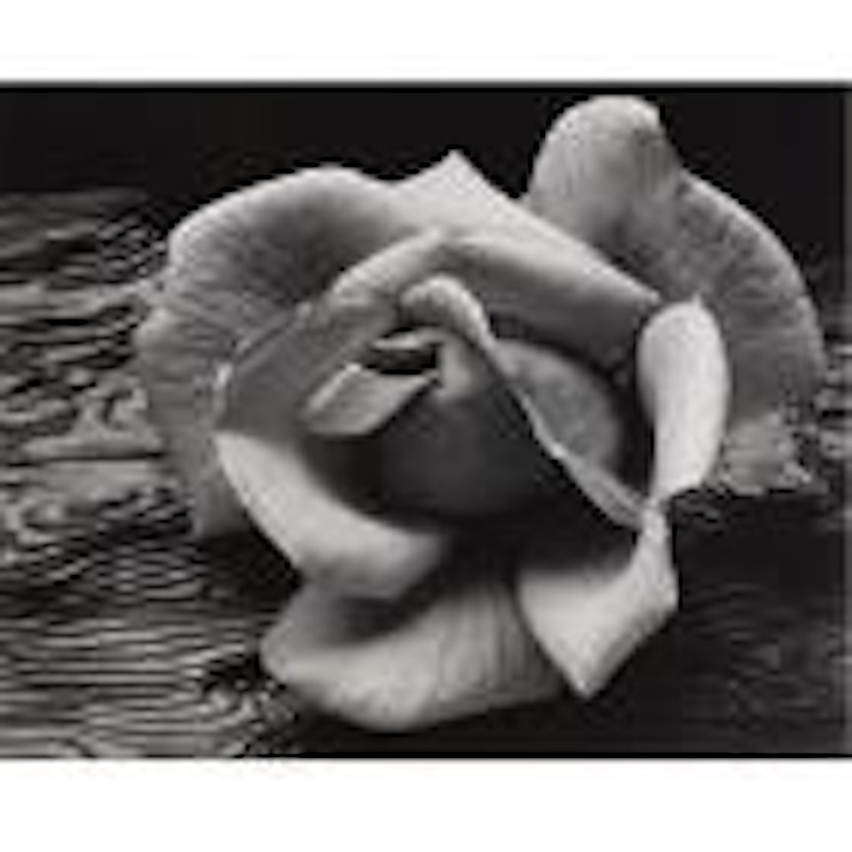 Rose and Driftwood, San Francisco by Ansel Adams