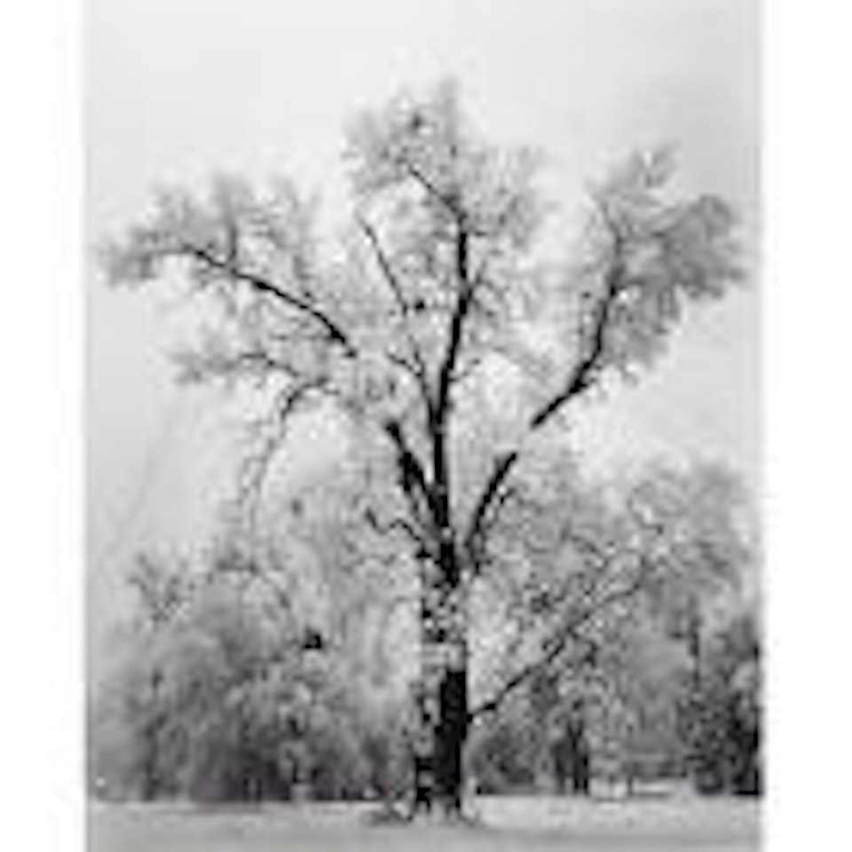 Oak tree, snowstorm, Yosemite National Park by Ansel Adams