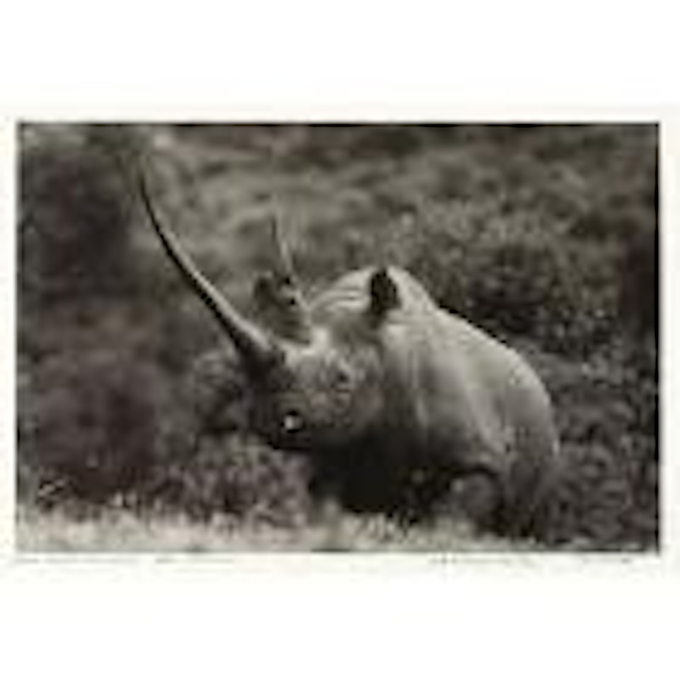 World record class Rhino, Aberdares by Peter Beard