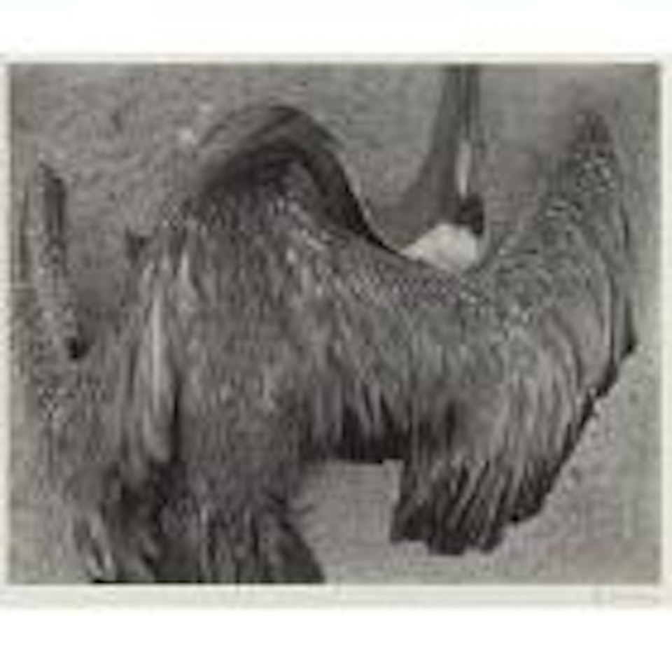 Dead Pelican, Point Lobos by Edward Weston