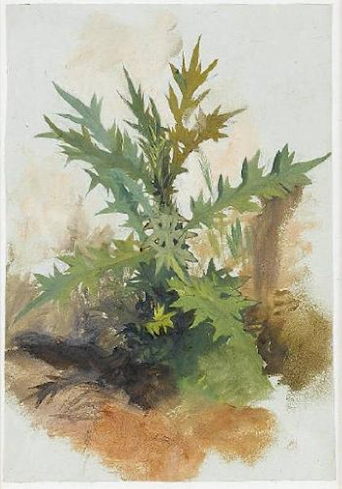 A thistle, Italy by Edward Lear