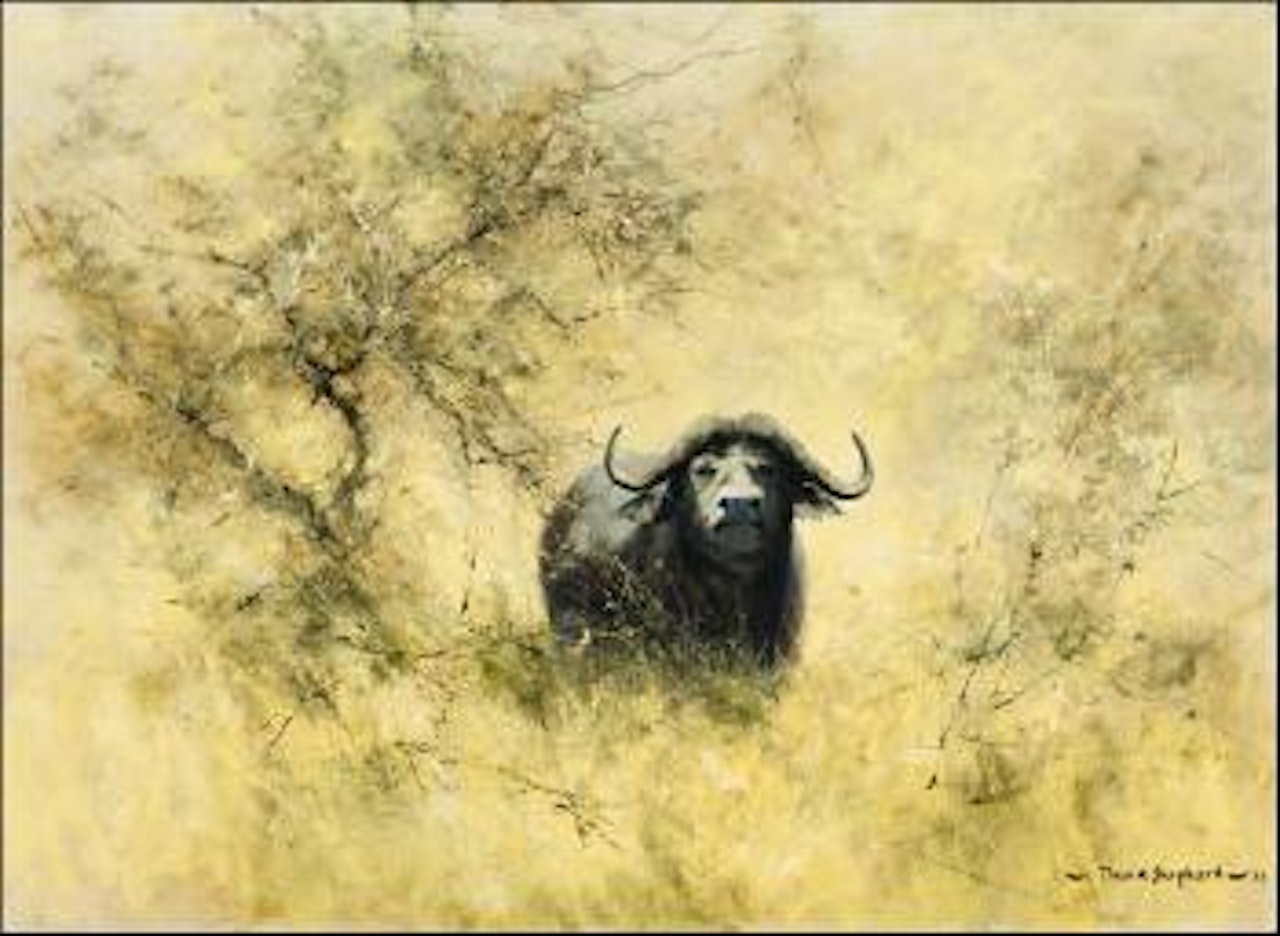 Cape buffalo by David Shepherd