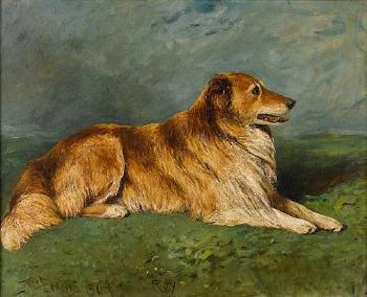 Roy - a Collie in a landscape by John Emms