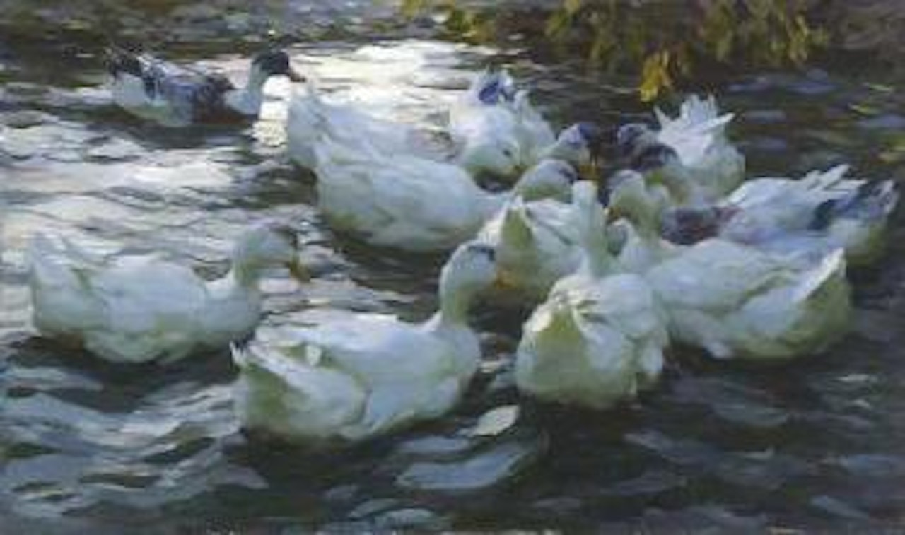 Spätherbslicht, zehn Enten im Wasser by Alexander Koester