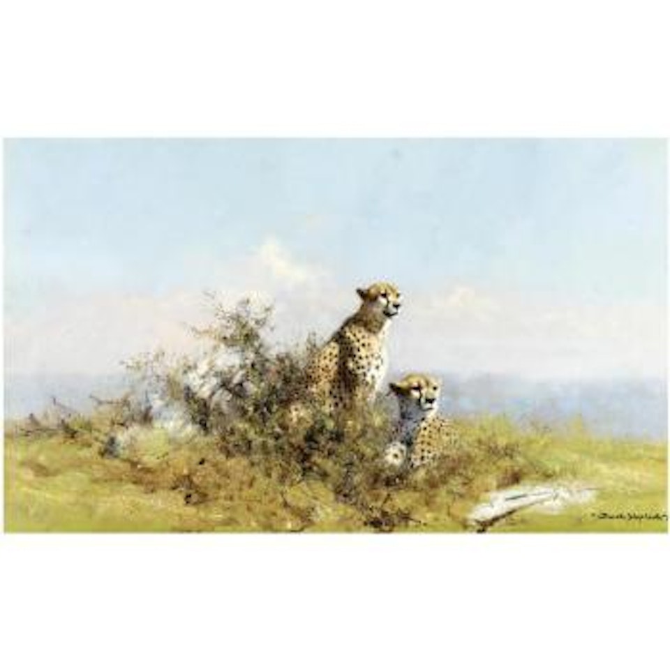 Cheetahs on the lookout by David Shepherd