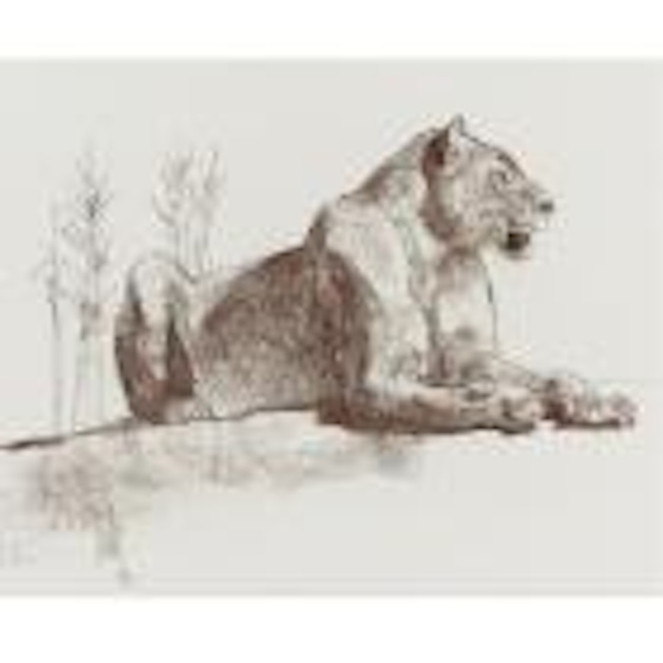 Recumbent African lioness by Bob Kuhn