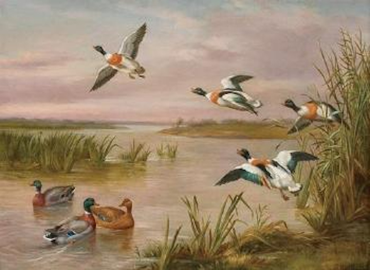 Mallard and sheldrake by Edgar Hunt