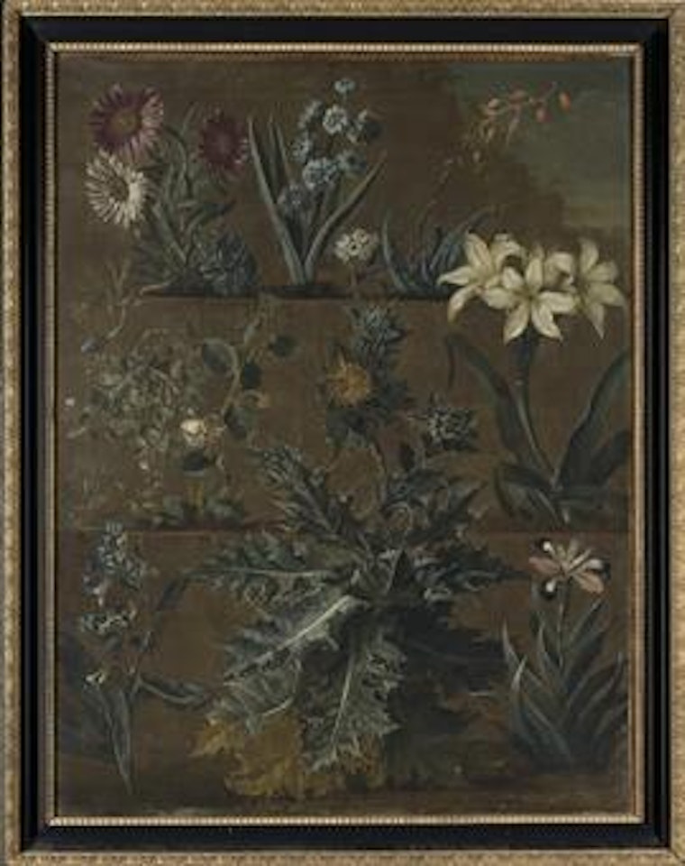Botanical studies of Hyacinthus, Gasteria, Mertensia, Capparis, Scolymus, Iris and other plants growing on a terraced mound by English School