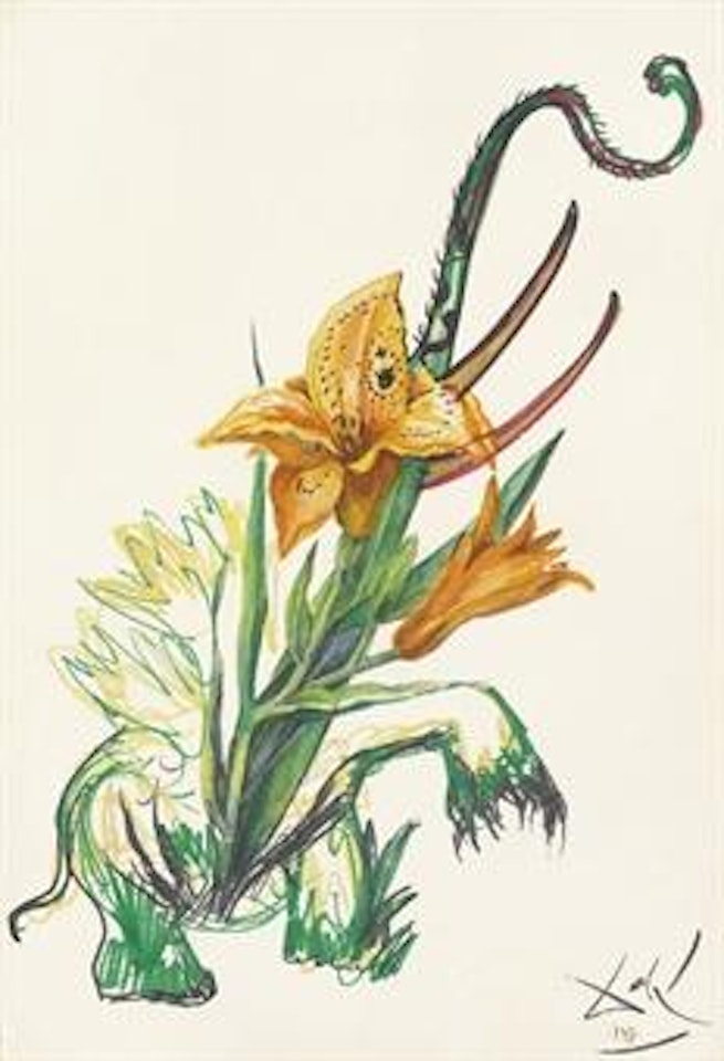 Hemerocallis thumbergii elephanter furiosa by Salvador Dali