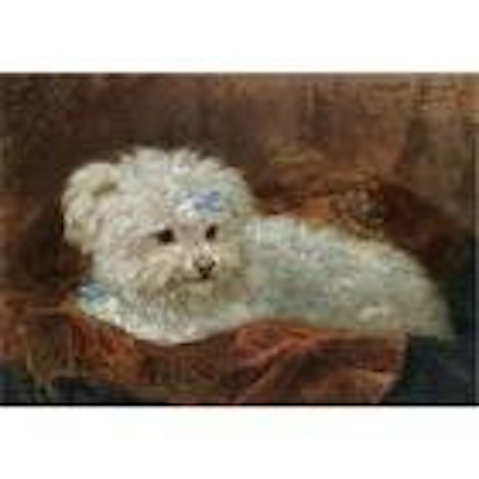 A maltese by Henriette Ronner-Knip