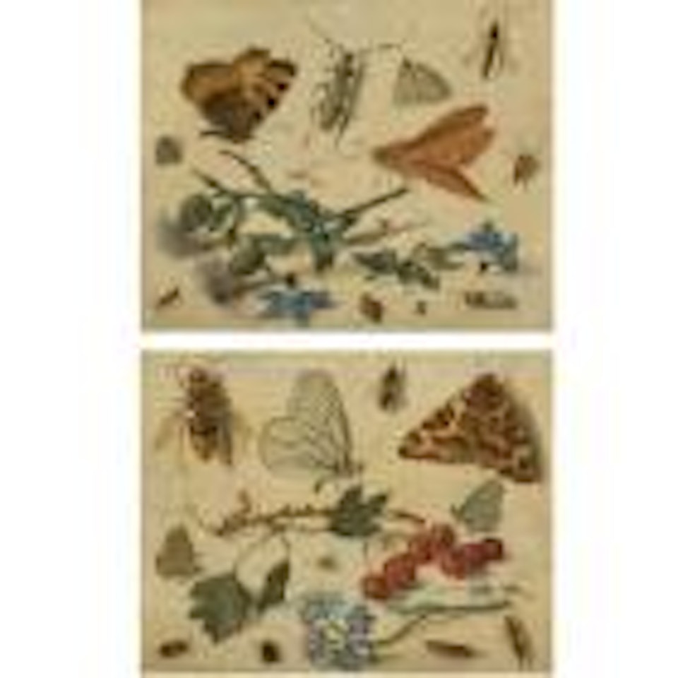 Butterflies, moths and insects, with sprays of thistle and borage. Butterflies, moths and insects, with sprays of redcurrants and forget-me-not by Jan Van Kessel The Elder