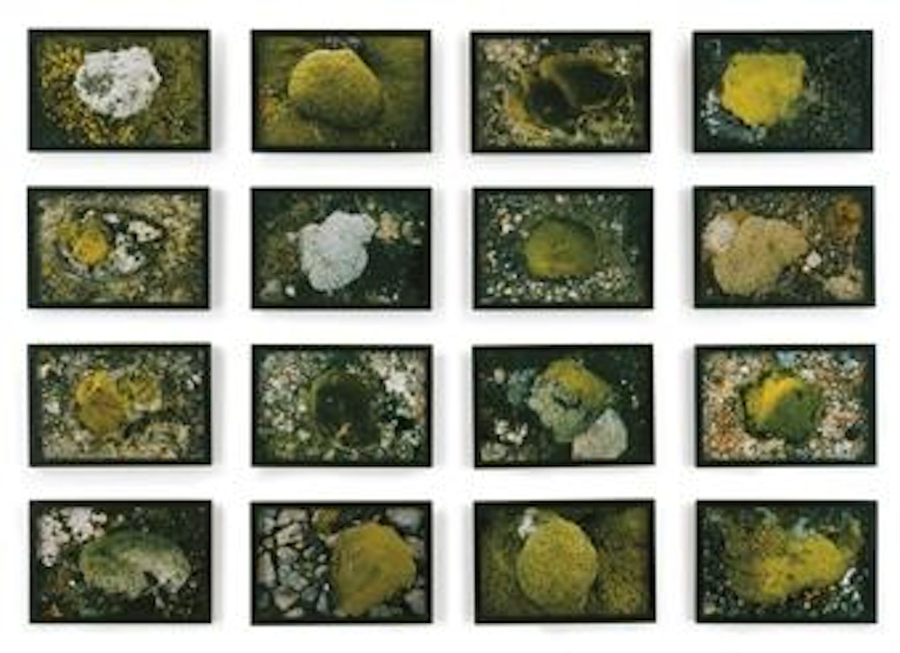 The Moss Series by Olafur Eliasson