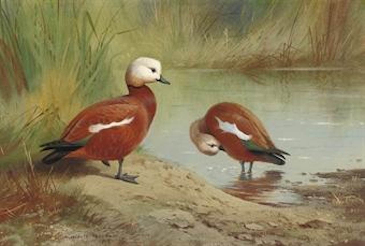 A pair of ruddy shelduck on a riverbank by Archibald Thorburn