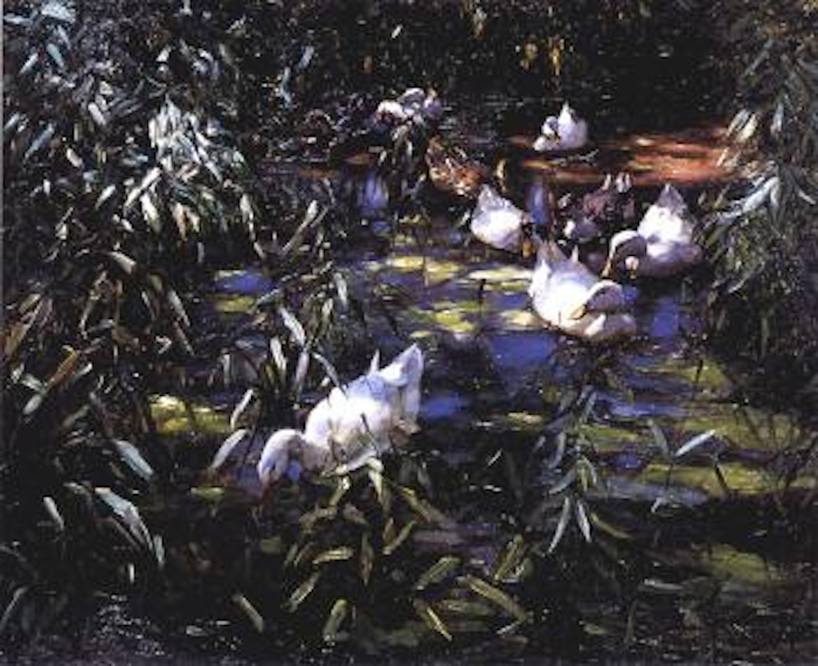 Enten im Schilfteich by Alexander Koester