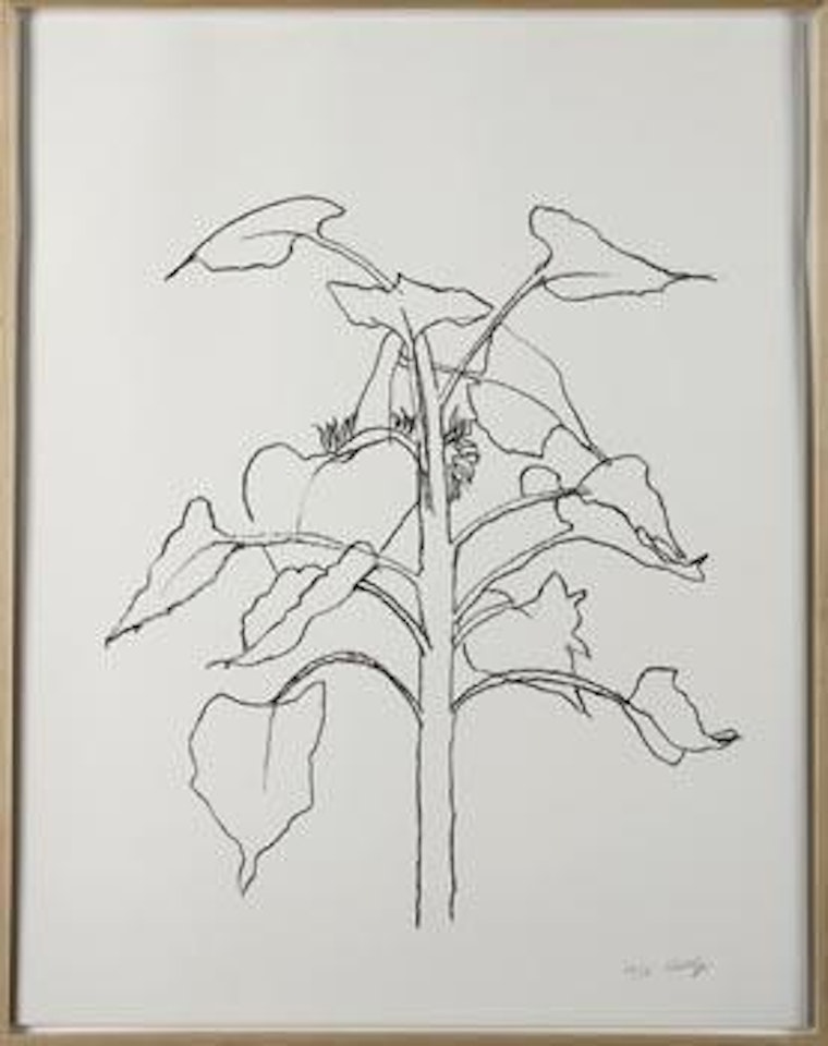 Sunflower I by Ellsworth Kelly
