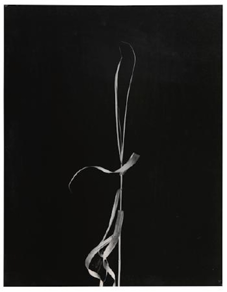 Weed, Aix-en-Provence by Harry Callahan
