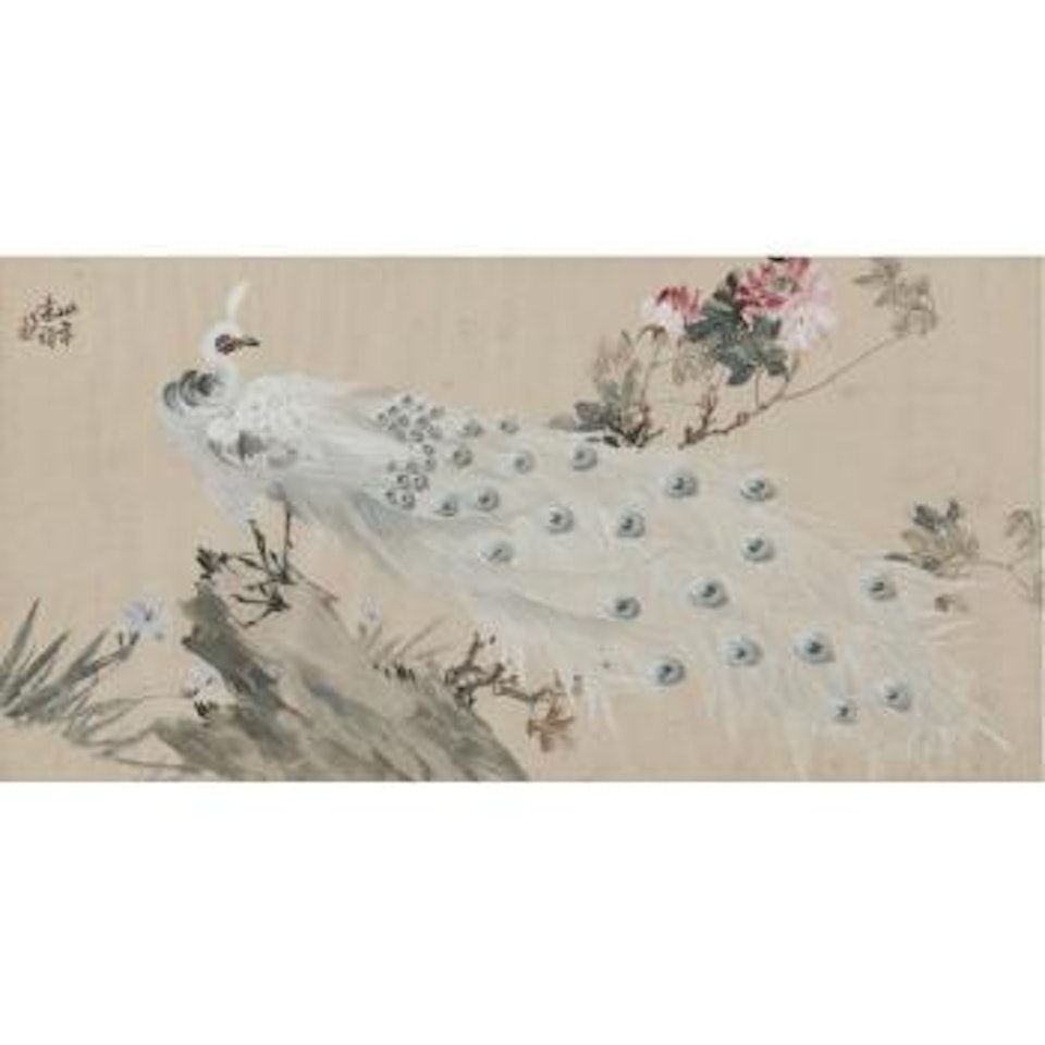 Peacock by Zhang Shuqi
