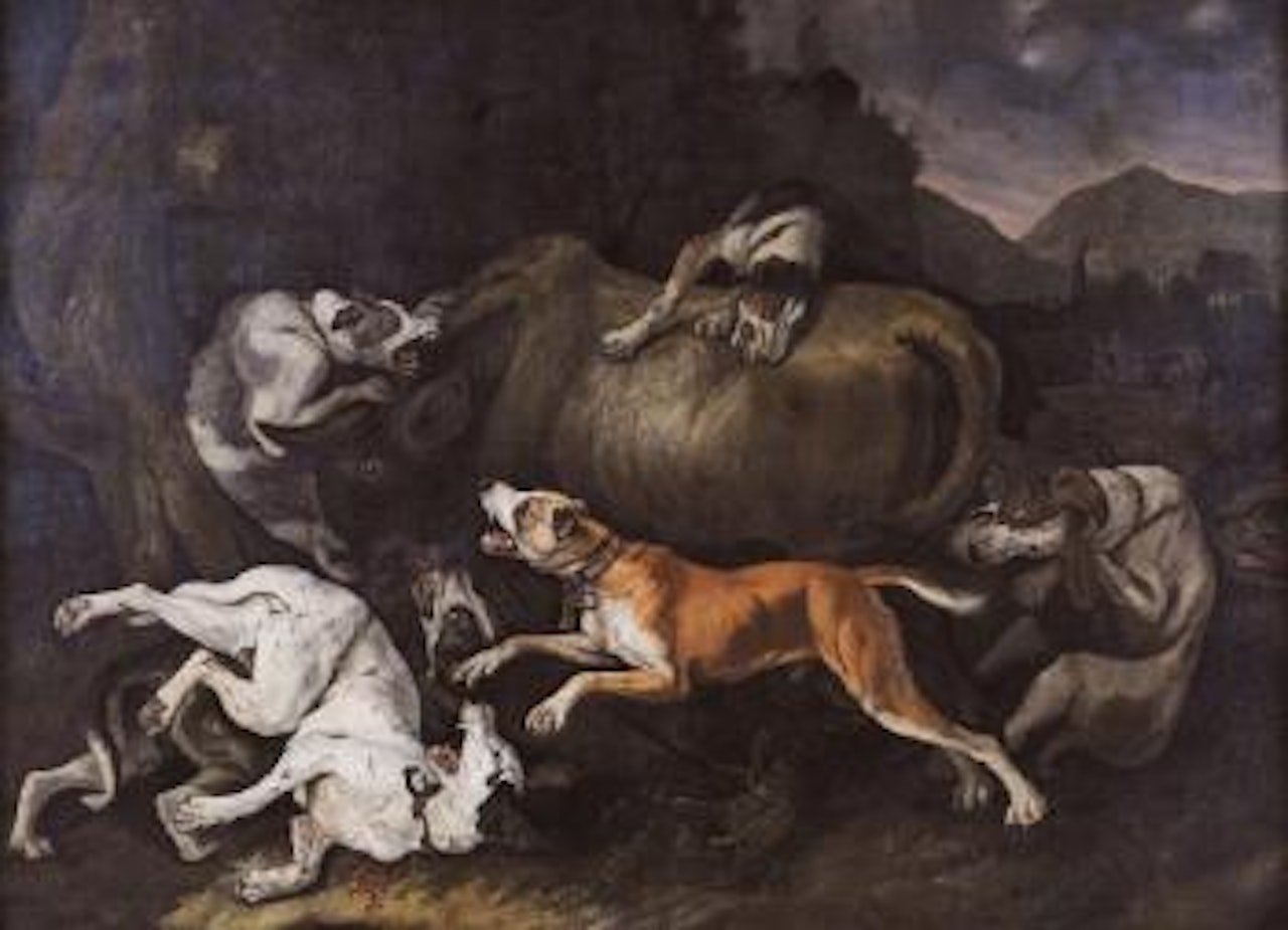 Chiens attaquant un taureau by Pieter Boel by Flemish School