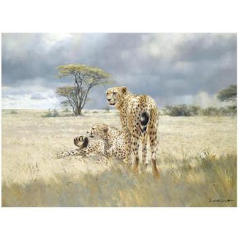 Cheetahs by Donald Grant