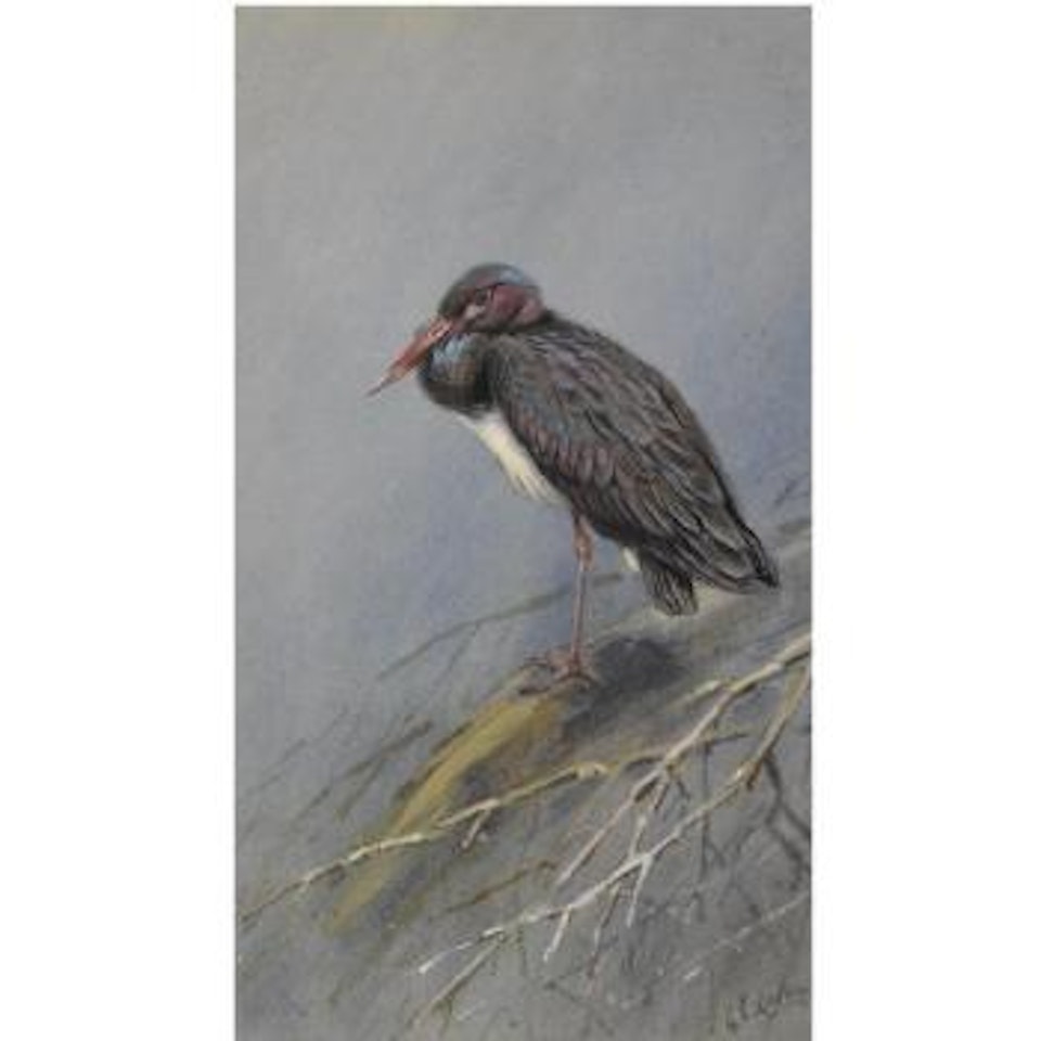 A Set Of Eight Illustrations Of Herons And Storks by George Edward Lodge