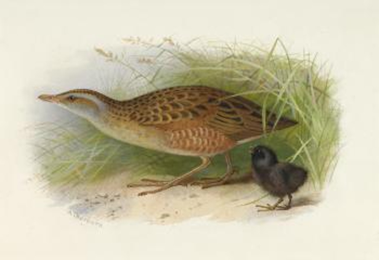 A corncrake and chick by Archibald Thorburn