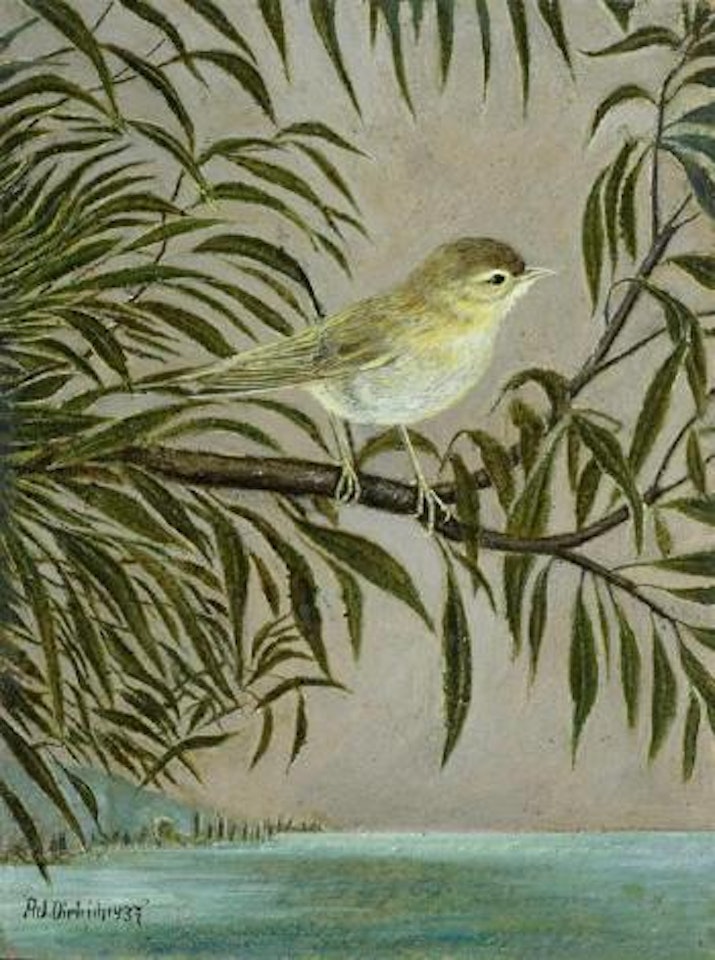 Weidenlaubsanger by Adolf Dietrich