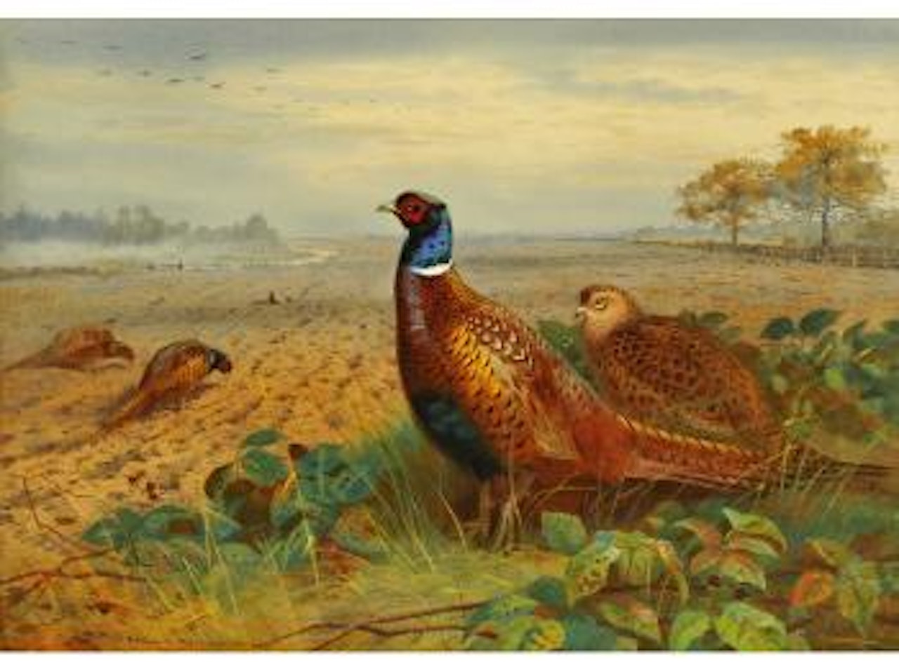Pheasants in a field by Archibald Thorburn