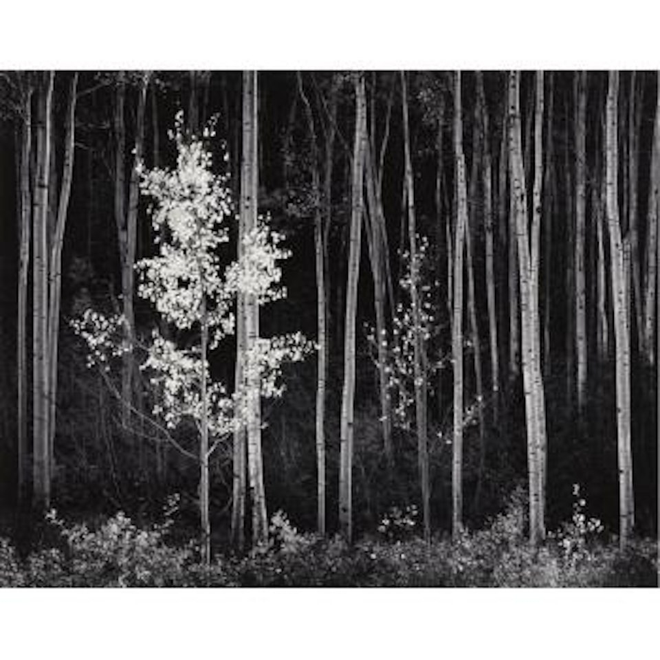 Aspens, Northern New Mexico by Ansel Adams