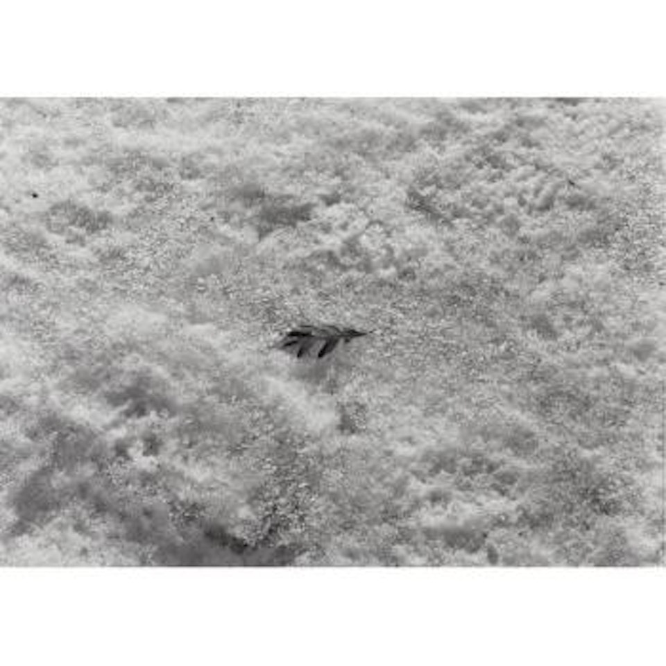 Detroit (Leaf) by Harry Callahan