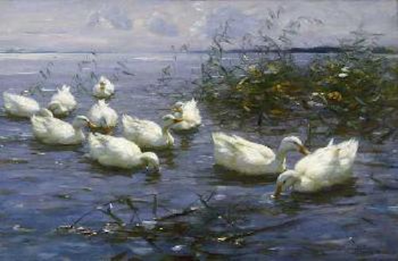 Zehn weisse Enten im Wasser by Alexander Koester