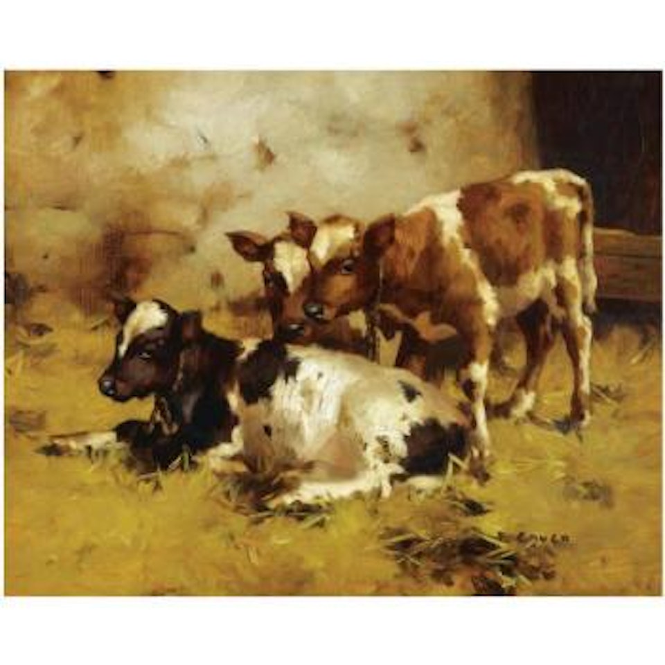 Calves In A Stable by David Gauld