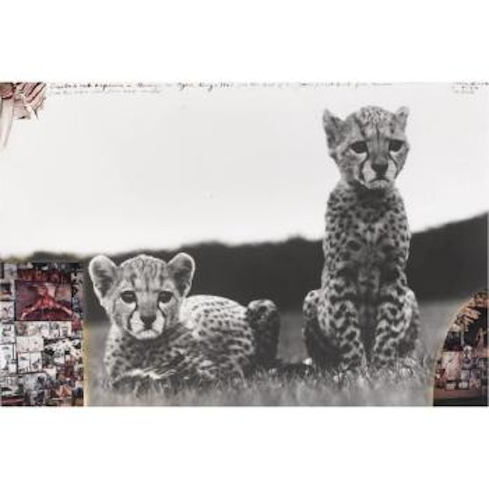 Cheetah Cub Orphans In Mweiga by Peter Beard
