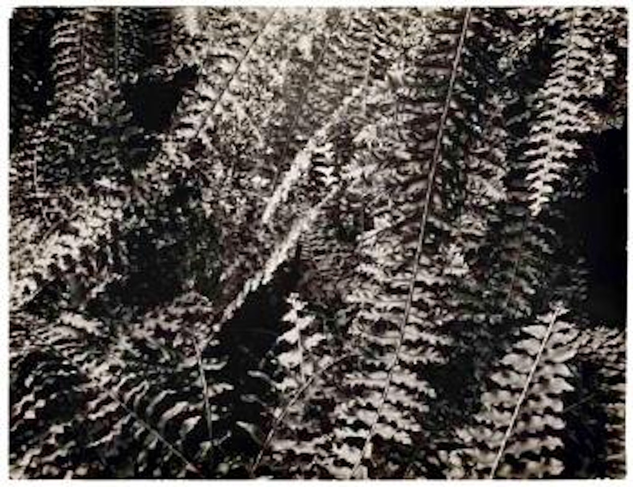 Untitled (ferns) by André Kertész