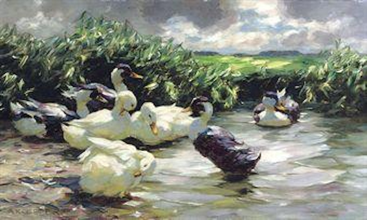 Enten in grünem Wasser: Ducks on green water by Alexander Koester