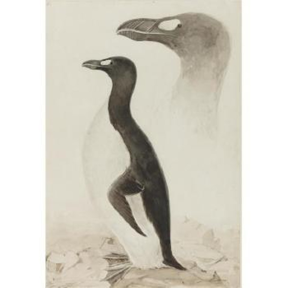 Great Auk by Edward Lear